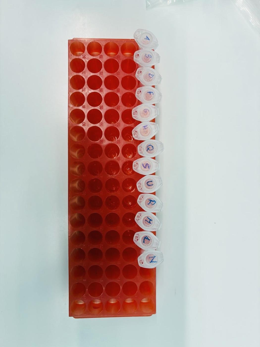 Labelled sample tubes in a lab rack
